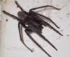 Segestria florentina